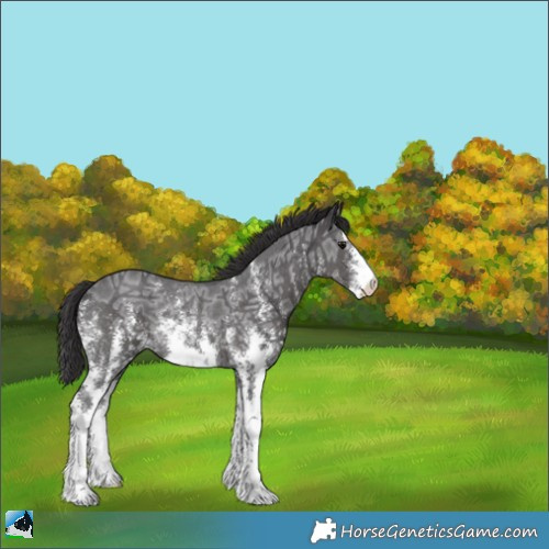 Horse Color:Smoky Black Ice Sabino Rabicano 