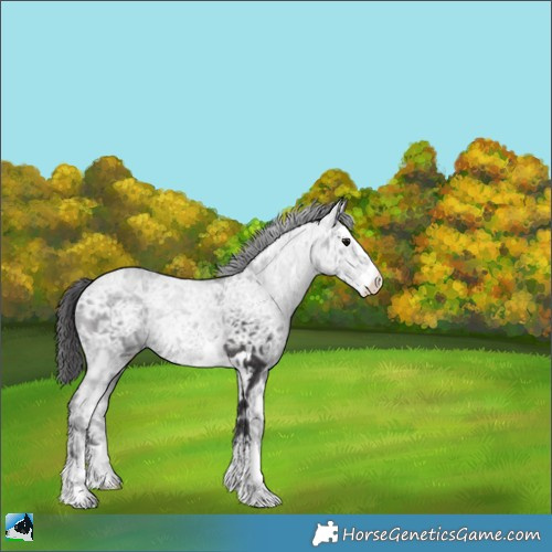 Horse Color:Smoky Black Ice Rabicano 