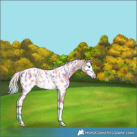 Horse Color:Nacre Watercolor Silver Buckskin Sabino Splash Appaloosa Rabicano 
