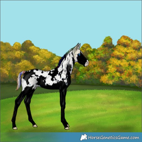 Horse Color:Painted White Spotted Silver Blue Onyx Ice Roan Splash 