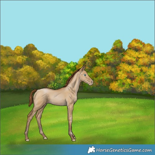 Horse Color:Gray Smoky Grullo Pearl 