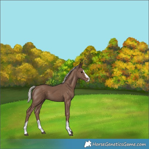 Horse Color:Silver Black Splash 