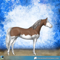 Horse Color:Silver Black Splash 