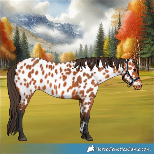 Horse Color:Bay Appaloosa 