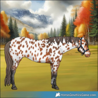 Horse Color:Bay Appaloosa