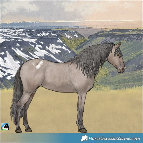 Horse Color:Liver Red Dun Appaloosa 