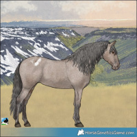 Horse Color:Liver Red Dun Appaloosa