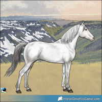 Horse Color:Liver Red Dun Appaloosa 