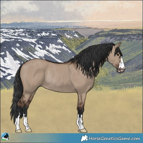 Horse Color:Liver Red Dun Appaloosa Rabicano 