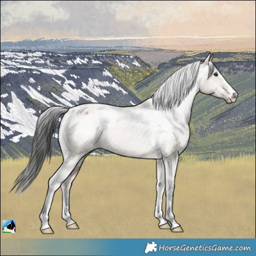 Horse Color:Liver Red Dun Appaloosa Rabicano 