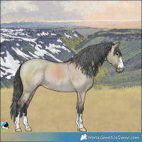 Horse Color:Liver Red Dun Varnish Rabicano 