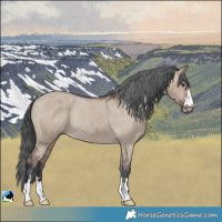 Horse Color:Liver Red Dun Varnish Rabicano 