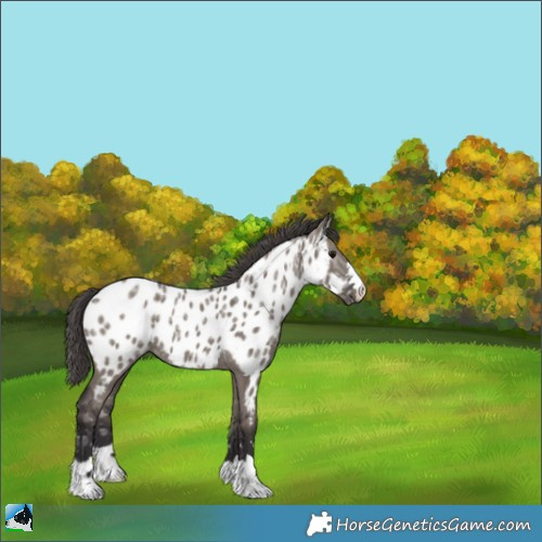 Horse Color:Smoky Grullo Ice Appaloosa Rabicano 