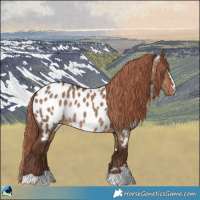 Horse Color:Liver Red Dun Appaloosa Rabicano 
