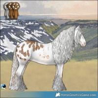 Horse Color:Chocolate Palomino Ice Appaloosa Rabicano 
