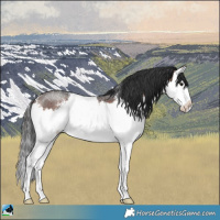 Horse Color:Brown Sabino Splash Rabicano