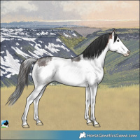 Horse Color:Brown Sabino Splash Rabicano 