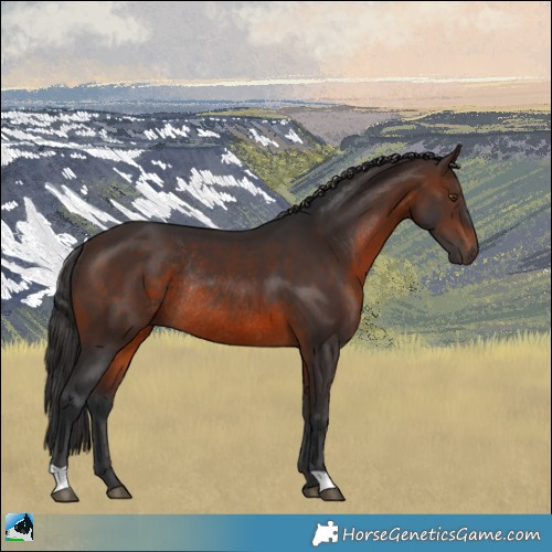 Horse Color:Brown Rabicano 