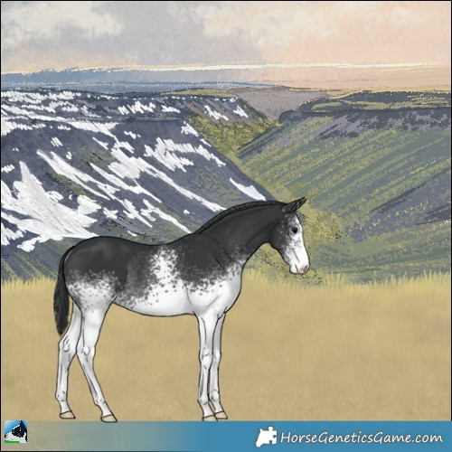 Horse Color:White Spotted Black Rabicano 