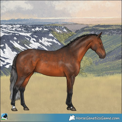 Horse Color:Brown Rabicano