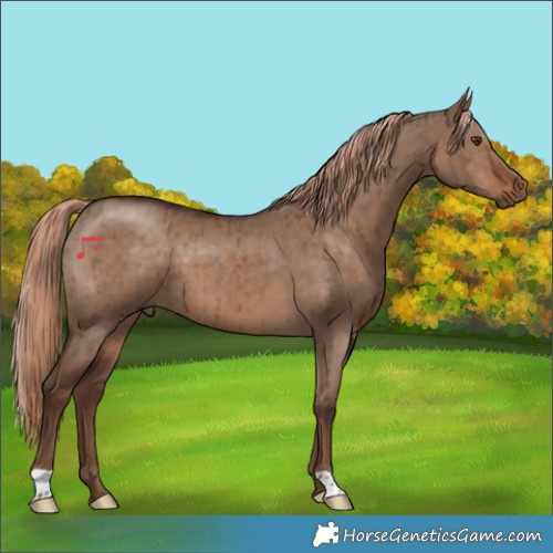 Horse Color:Liver Red Dun Brindle 