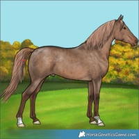 Horse Color:Liver Red Dun Brindle 