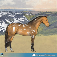 Horse Color:White Spotted Buckskin Rabicano 