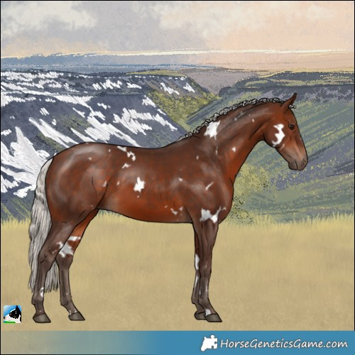 Horse Color:White Spotted Silver Bay