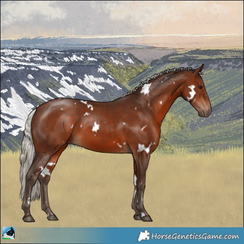 Horse Color:White Spotted Silver Bay
