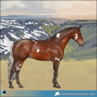 Horse Color:White Spotted Silver Bay 
