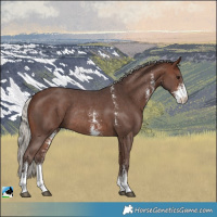 Horse Color:Silver Brown Sabino Rabicano 