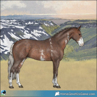 Horse Color:Silver Brown Sabino Rabicano 