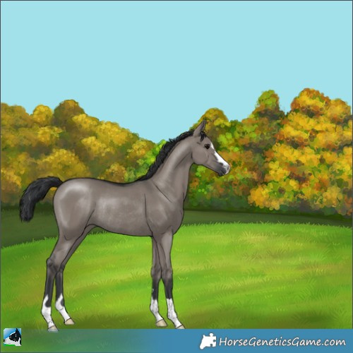 Horse Color:Grullo Rabicano 