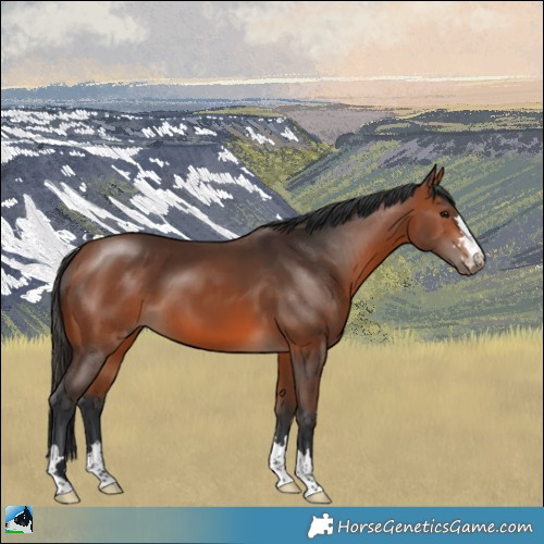 Horse Color:Bay 