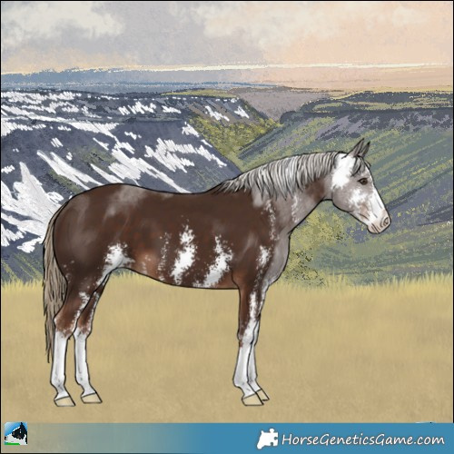 Horse Color:Liver Chestnut Sabino 