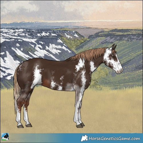 Horse Color:Liver Chestnut Sabino 