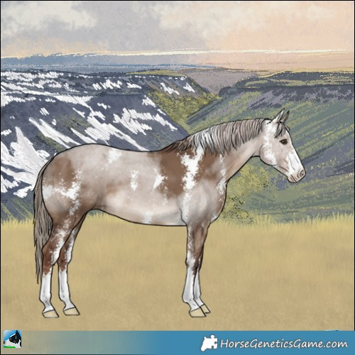 Horse Color:Liver Red Dun Sabino 