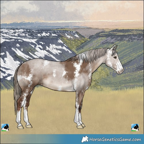Horse Color:Liver Red Dun Sabino
