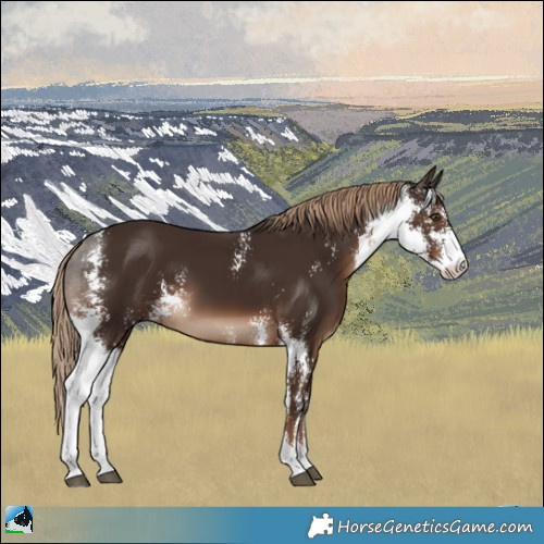 Horse Color:Liver Chestnut Sabino 