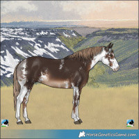 Horse Color:Liver Chestnut Sabino 