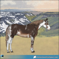 Horse Color:Liver Chestnut Sabino