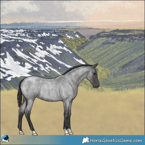 Horse Color:Blue Roan Rabicano 