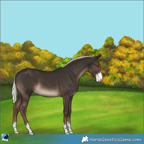 Horse Color:Liver Chestnut Mushroom Sabino 