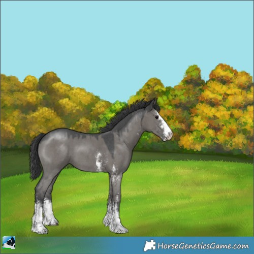 Horse Color:Grullo Sabino 