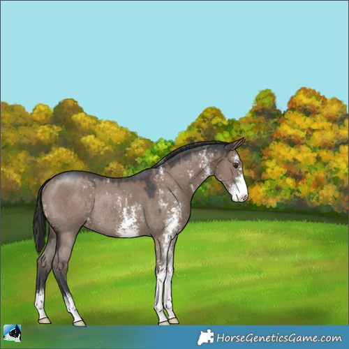 Horse Color:Liver Red Dun Sabino Rabicano 