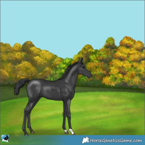 Horse Color:Black 