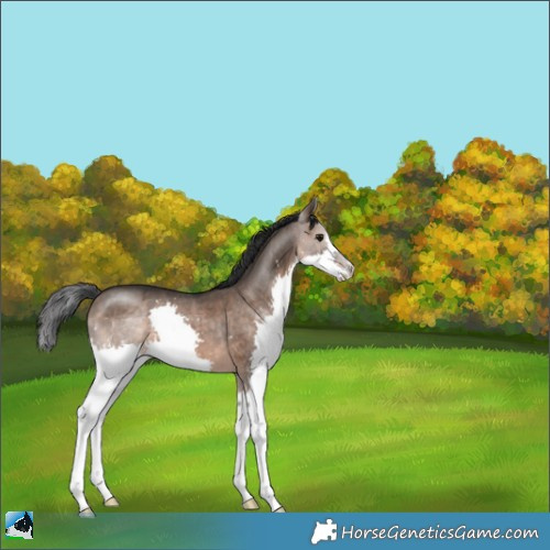 Horse Color:Brown Dun Splash 