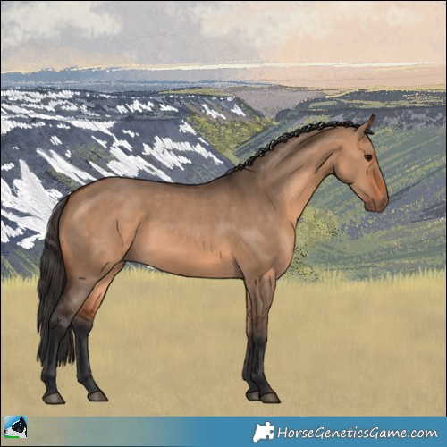 Horse Color:Bay Dun Rabicano 