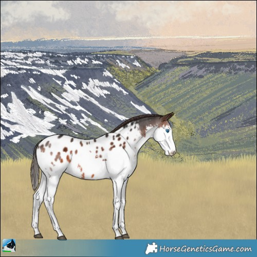 Horse Color:Brown Splash Appaloosa Rabicano 