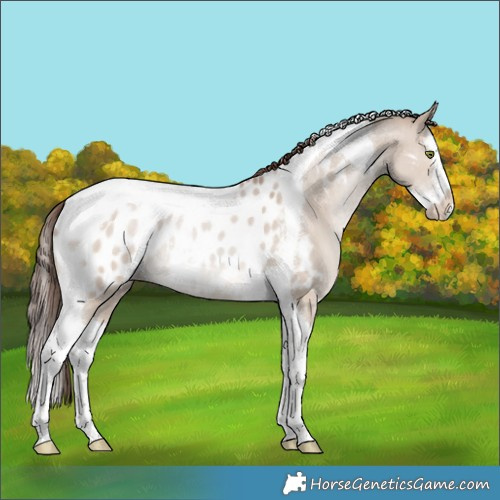 Horse Color:Classic Champagne Dun Splash Tobiano Near Leopard Rabicano 